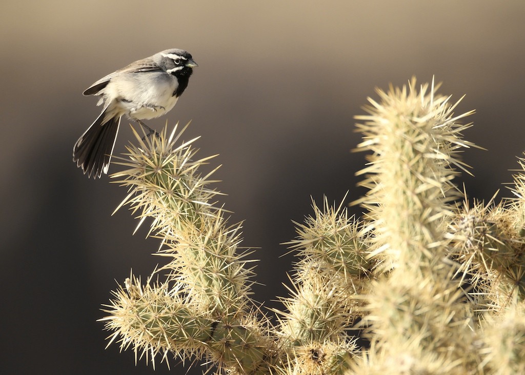 Black-throated Sparrow - Andy Johnson