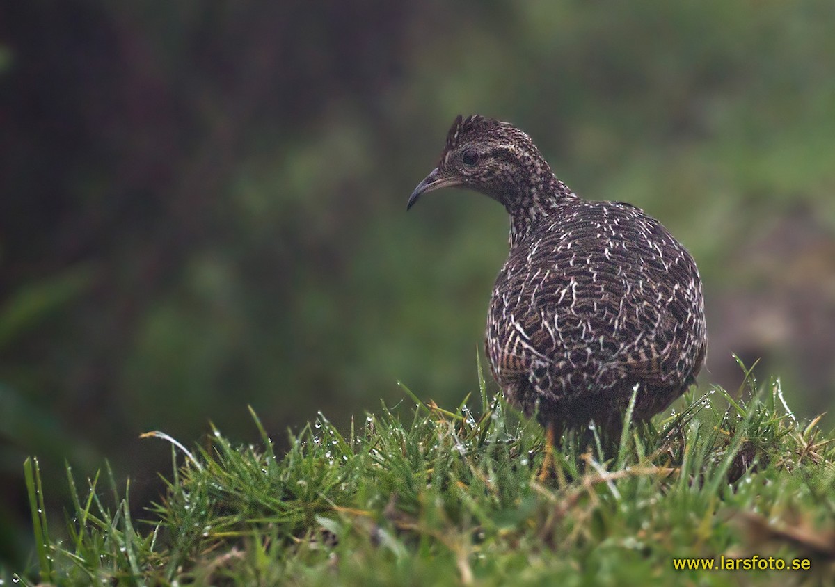 Curve-billed Tinamou - Lars Petersson | My World of Bird Photography