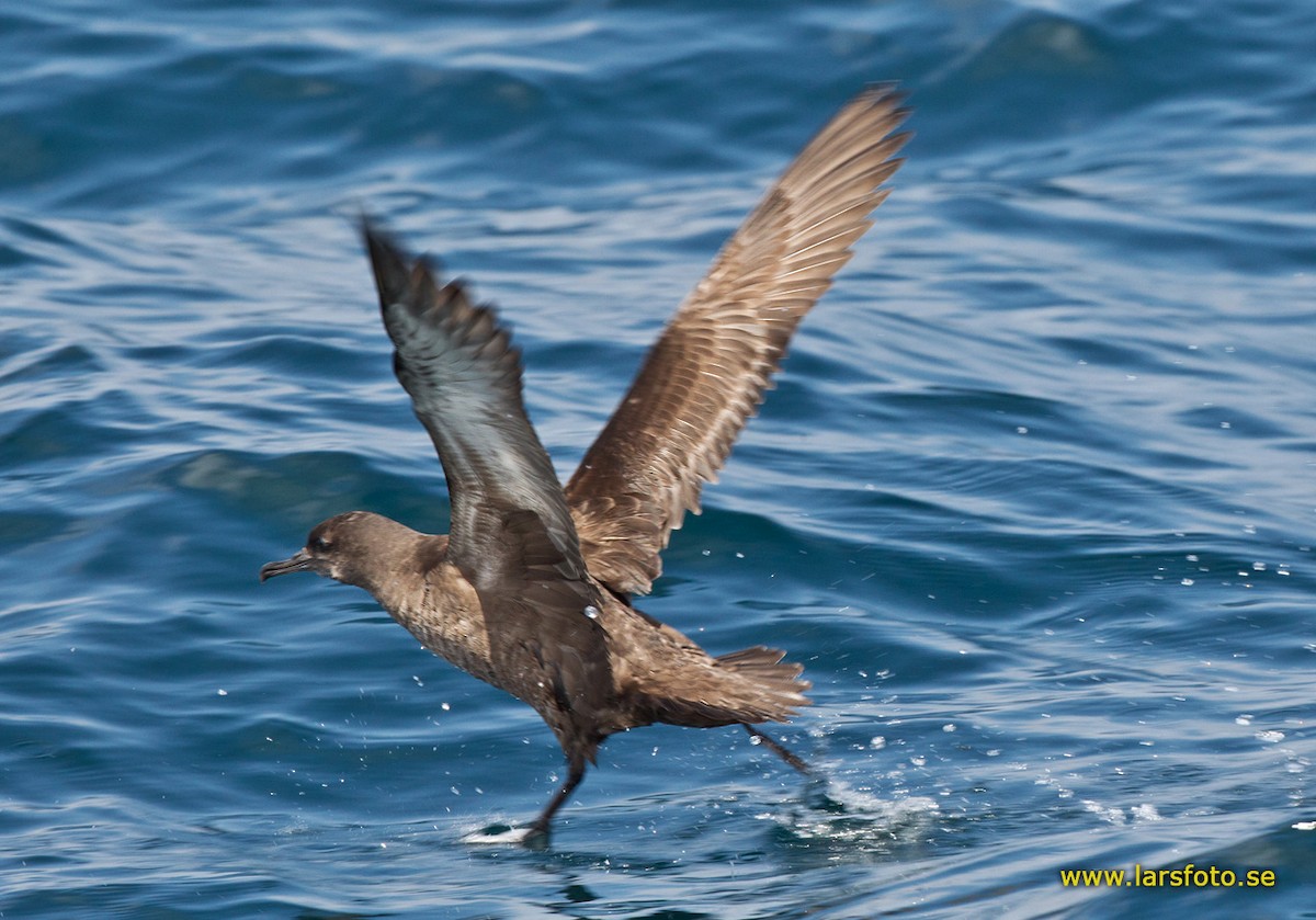 Sooty Shearwater - Lars Petersson | My World of Bird Photography