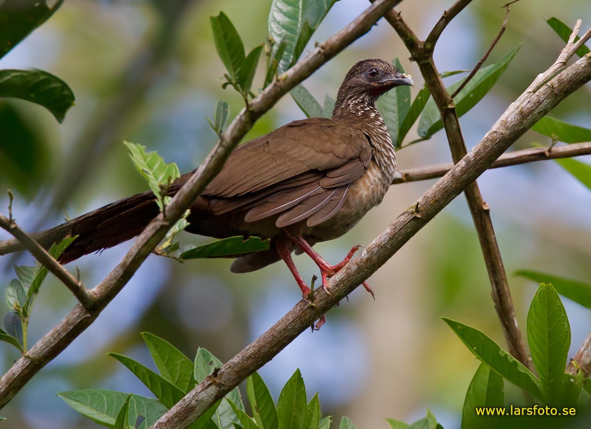 Speckled Chachalaca (Speckled) - Lars Petersson | My World of Bird Photography