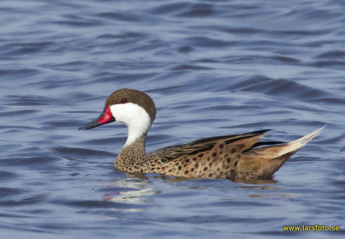 White-cheeked Pintail - Lars Petersson | My World of Bird Photography
