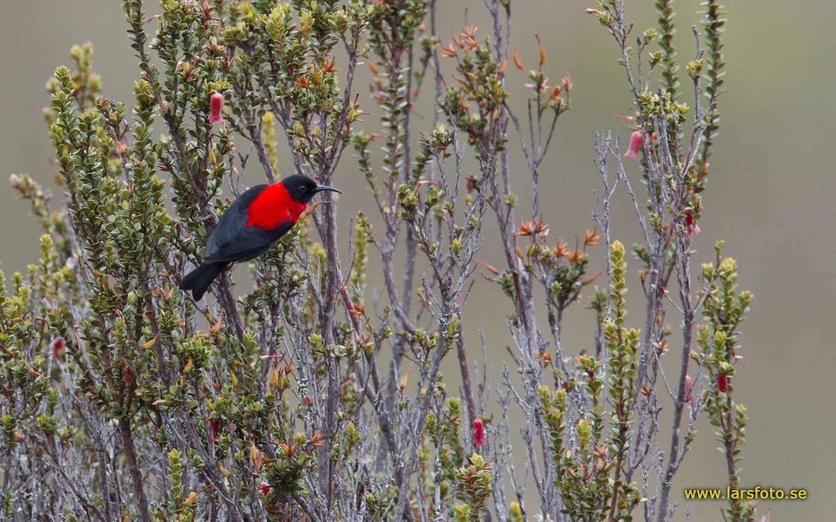 Red-collared Myzomela - Lars Petersson | My World of Bird Photography