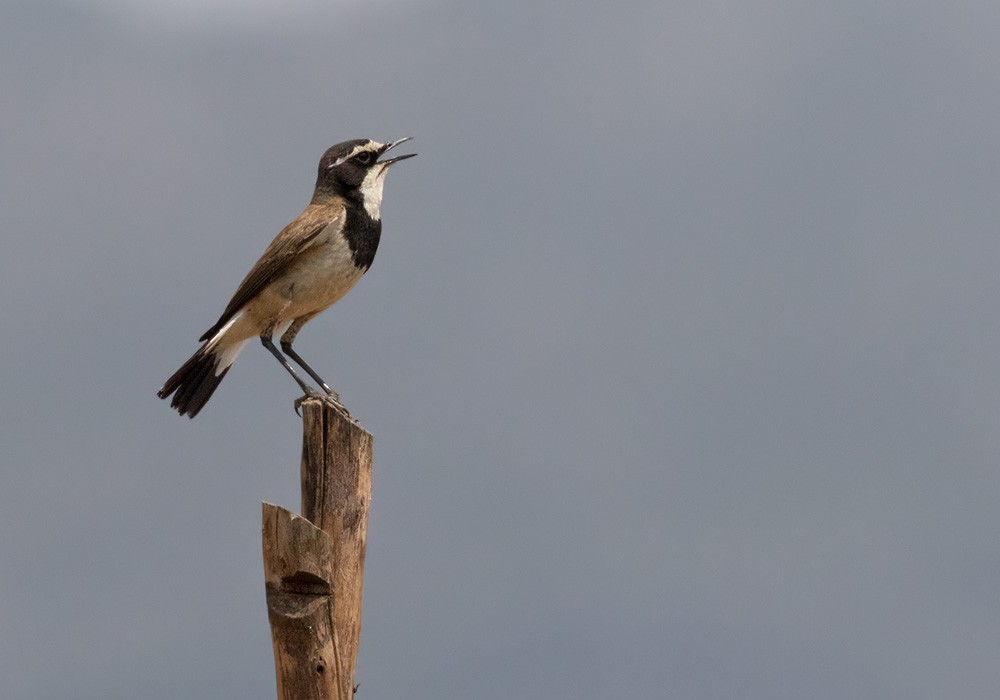 Capped Wheatear - Lars Petersson | My World of Bird Photography