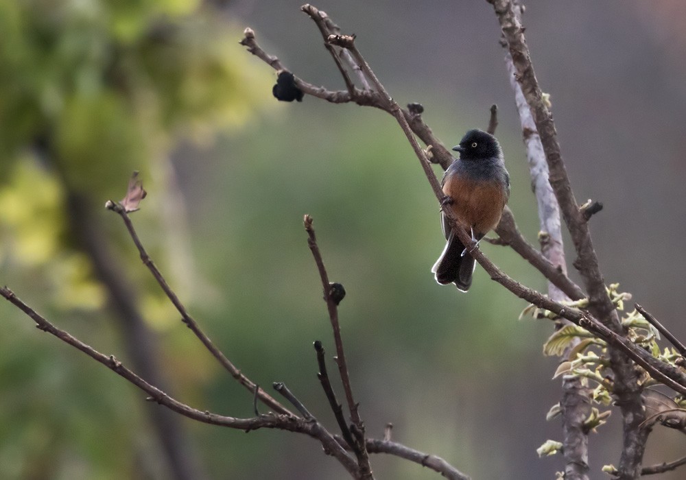Rufous-bellied Tit (Rufous-bellied) - Lars Petersson | My World of Bird Photography