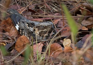  - Rufous-cheeked Nightjar