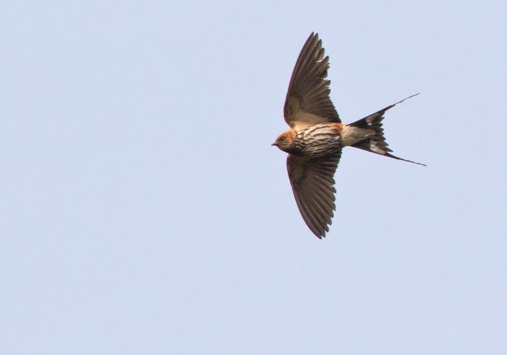 Lesser Striped Swallow - Lars Petersson | My World of Bird Photography