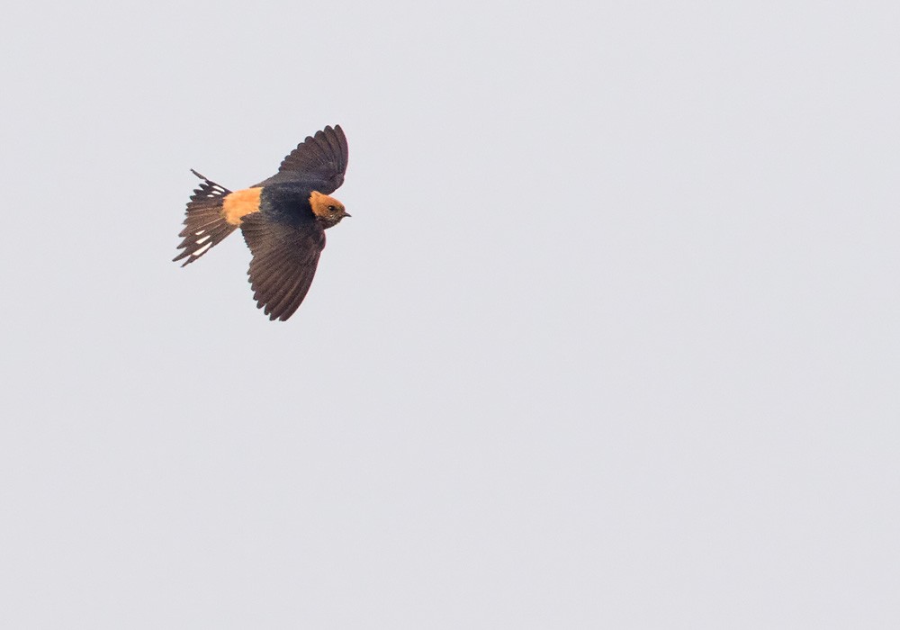 Lesser Striped Swallow - ML205907301