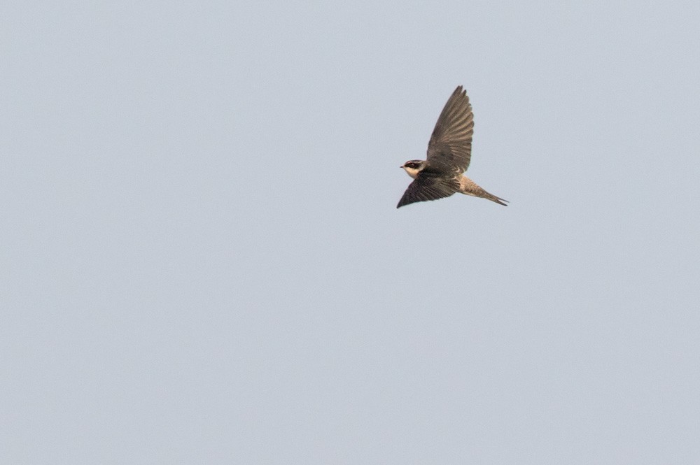 Gray-rumped Swallow - Lars Petersson | My World of Bird Photography