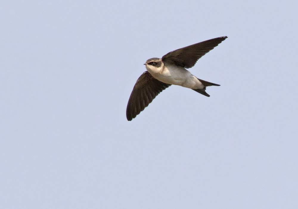 Gray-rumped Swallow - ML205907351