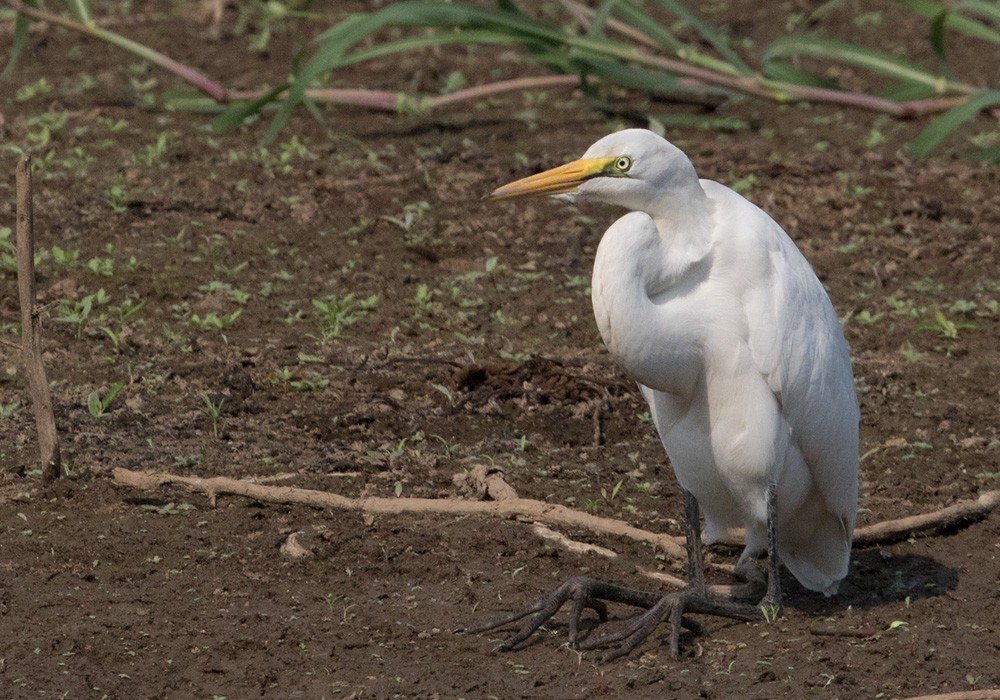 Great Egret (African) - Lars Petersson | My World of Bird Photography
