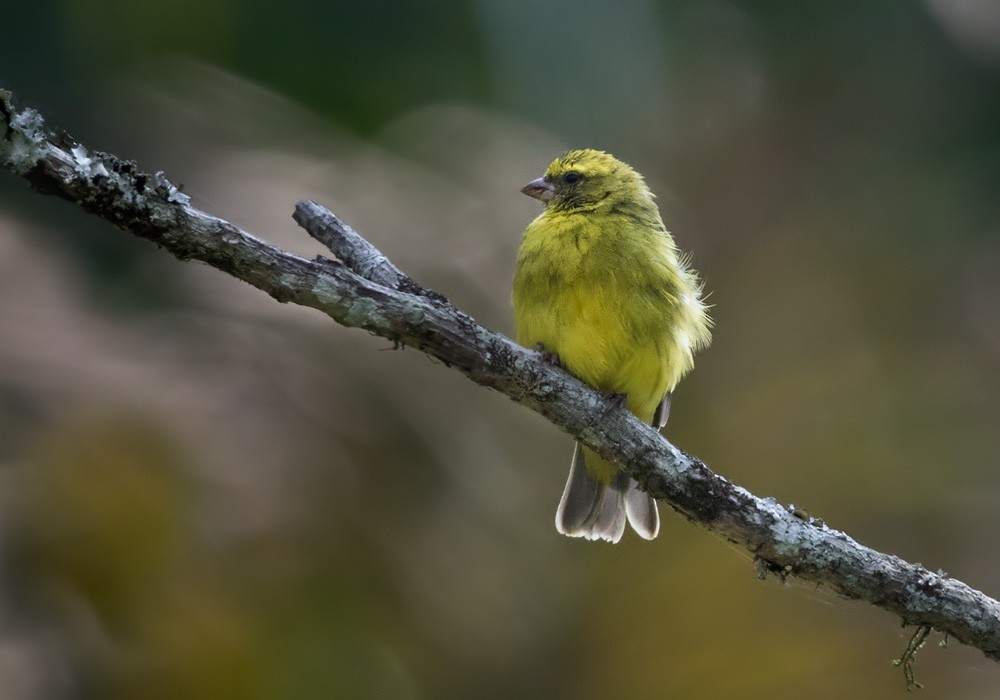 Black-faced Canary - Lars Petersson | My World of Bird Photography