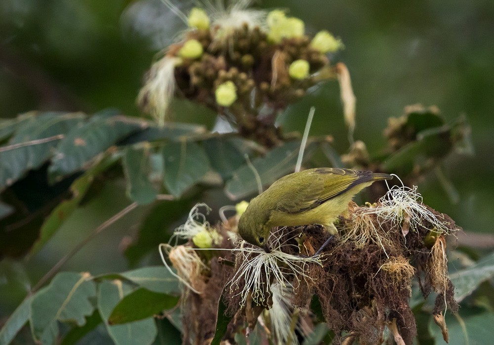 Little Green Sunbird - Lars Petersson | My World of Bird Photography
