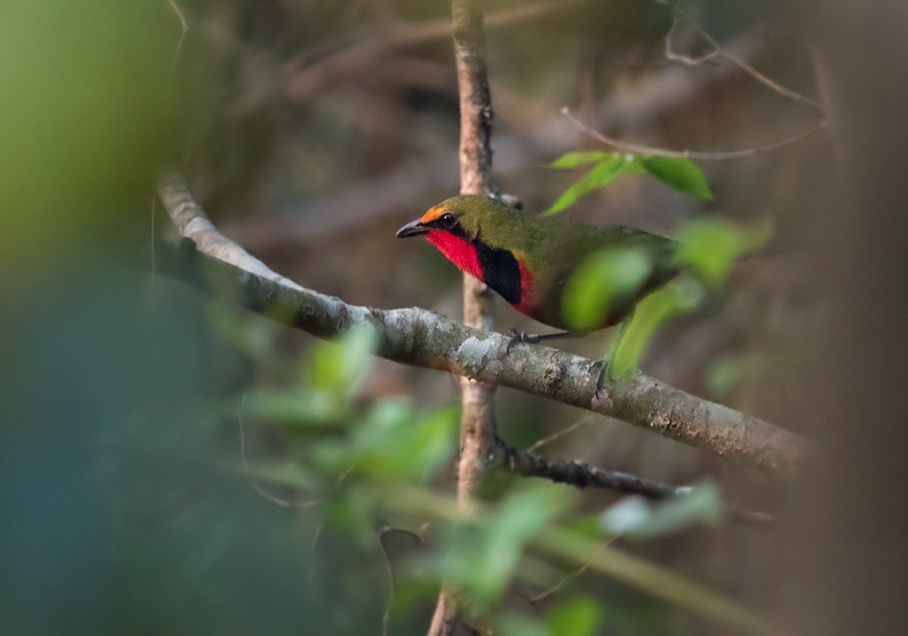 Four-colored Bushshrike (Gorgeous) - Lars Petersson | My World of Bird Photography