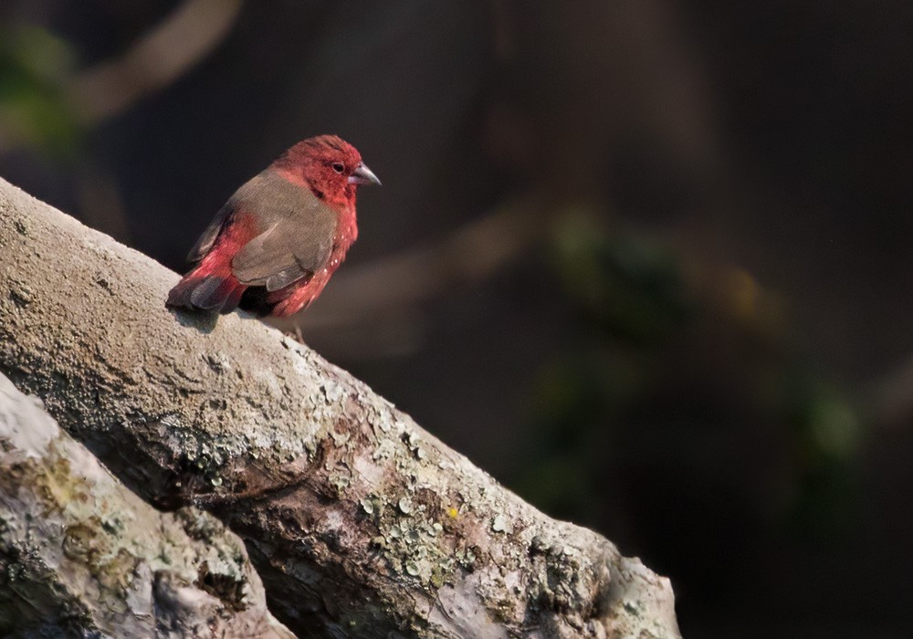 African Firefinch - Lars Petersson | My World of Bird Photography