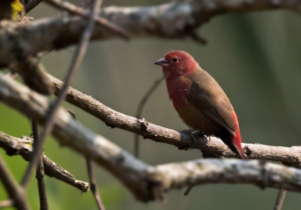 African Firefinch - Lars Petersson | My World of Bird Photography