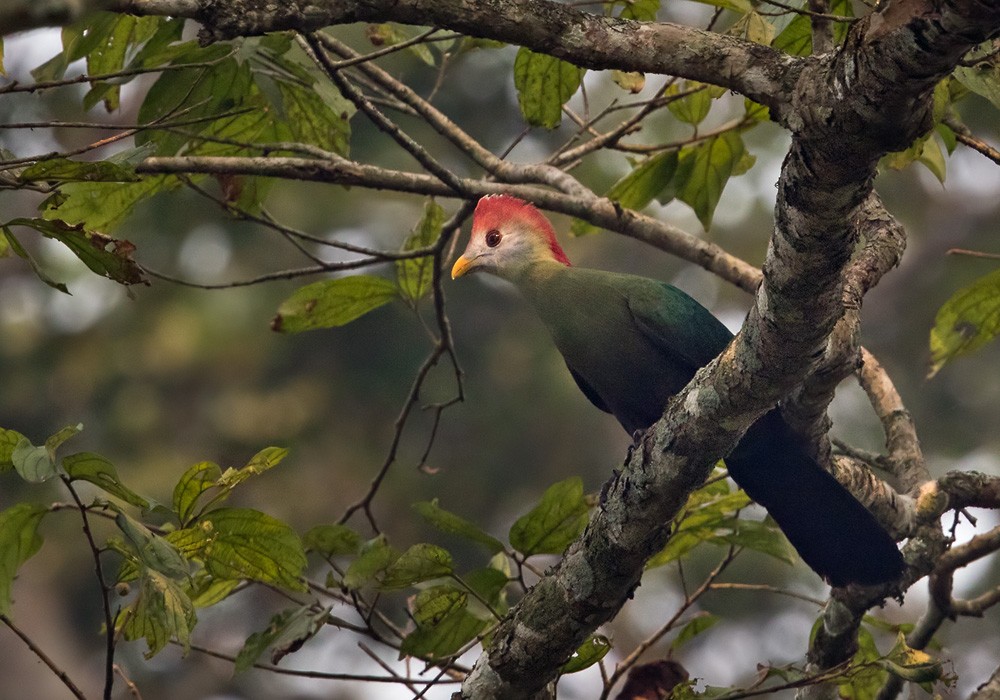 Red-crested Turaco - ML205907711