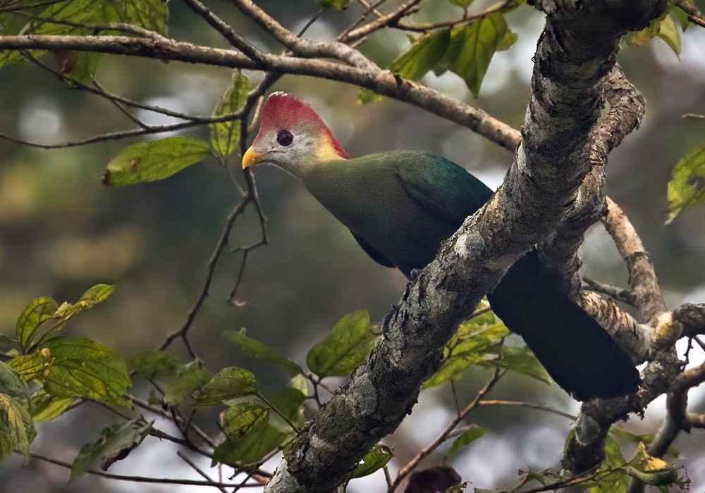 Red-crested Turaco - Lars Petersson | My World of Bird Photography