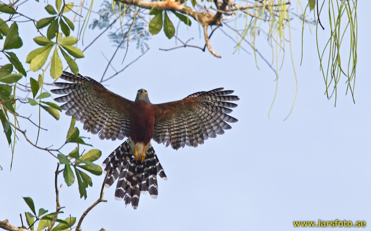 Long-tailed Hawk - Lars Petersson | My World of Bird Photography