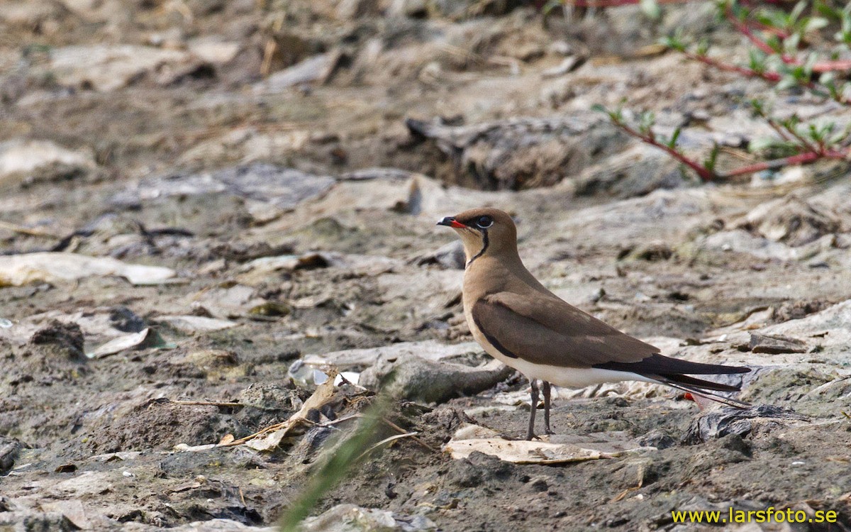 Collared Pratincole - Lars Petersson | My World of Bird Photography