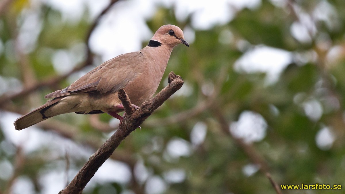 Vinaceous Dove - Lars Petersson | My World of Bird Photography