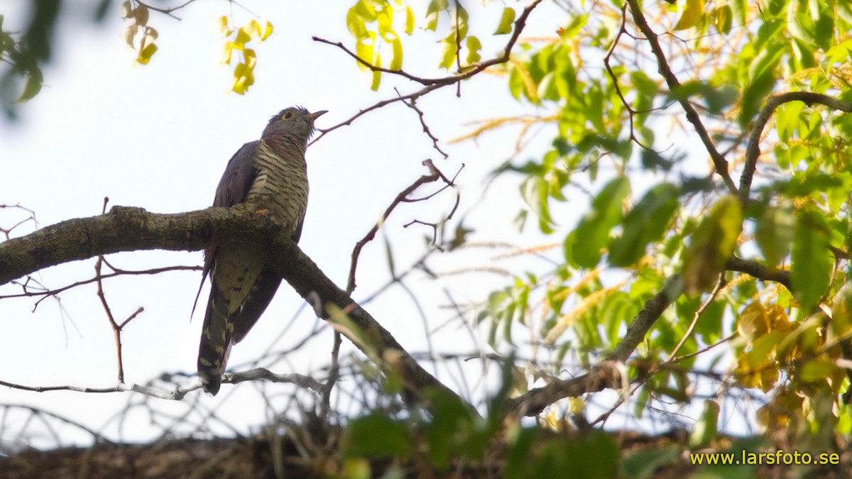 Red-chested Cuckoo - ML205907991