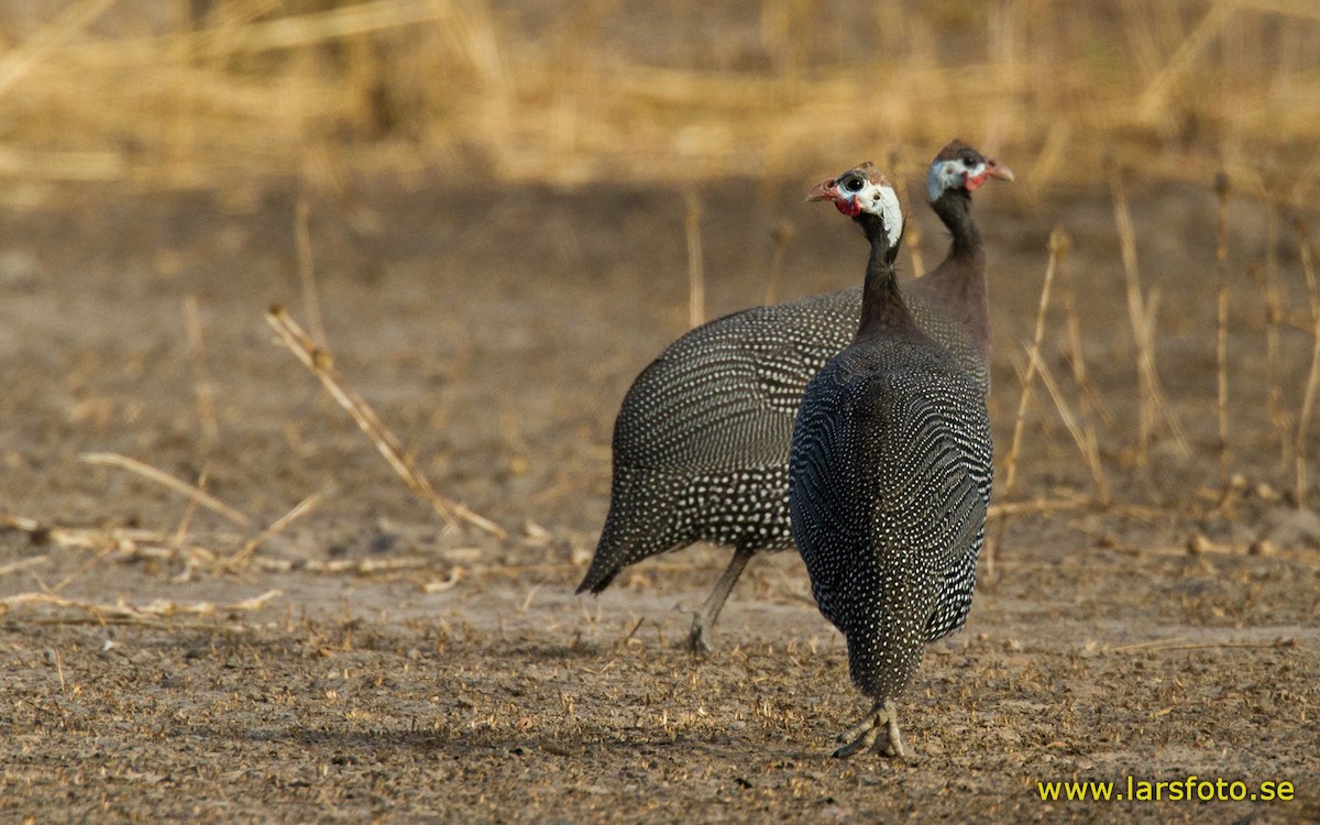 Helmeted Guineafowl (West African) - ML205908091