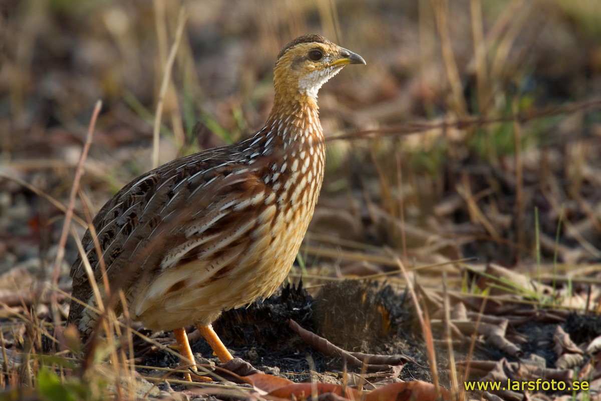 White-throated Francolin (White-throated) - Lars Petersson | My World of Bird Photography