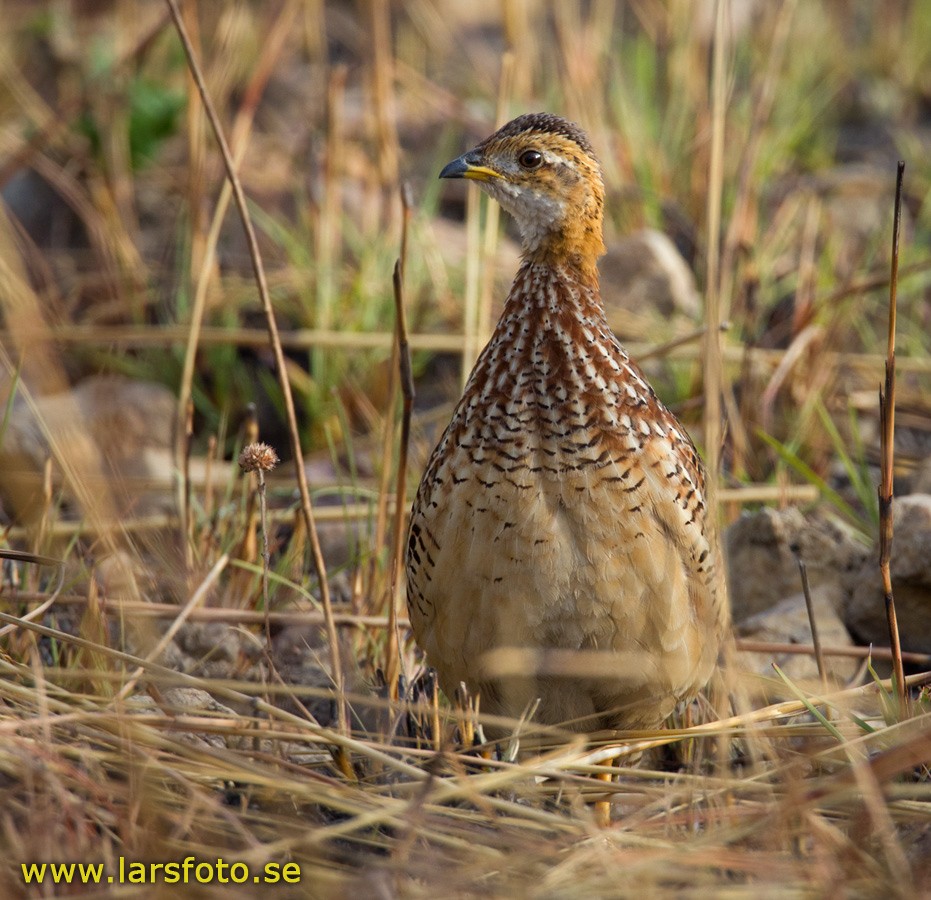 White-throated Francolin (White-throated) - Lars Petersson | My World of Bird Photography