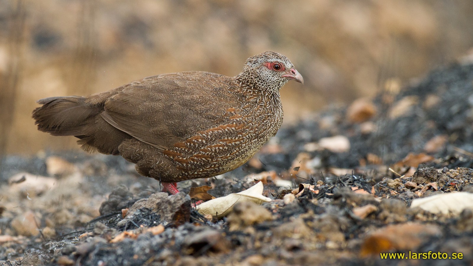 Stone Partridge (Stone) - eBird