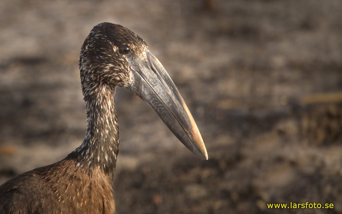 African Openbill - Lars Petersson | My World of Bird Photography