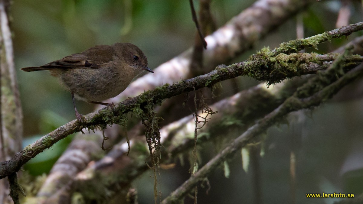Papuan Scrubwren - Lars Petersson | My World of Bird Photography