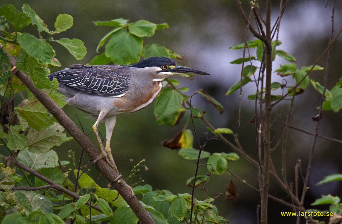 Striated Heron - Lars Petersson | My World of Bird Photography