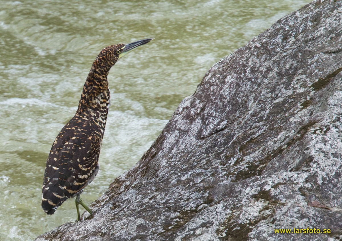Fasciated Tiger-Heron - Lars Petersson | My World of Bird Photography