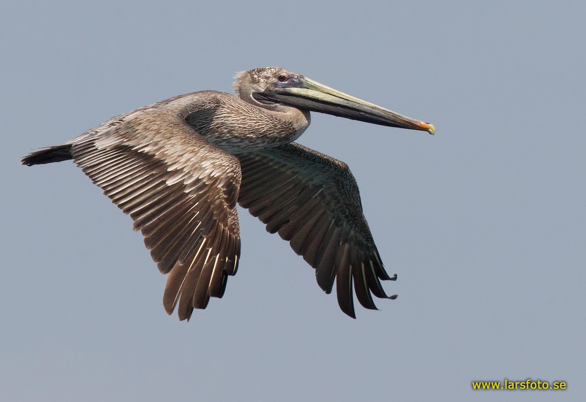 Brown Pelican - Lars Petersson | My World of Bird Photography