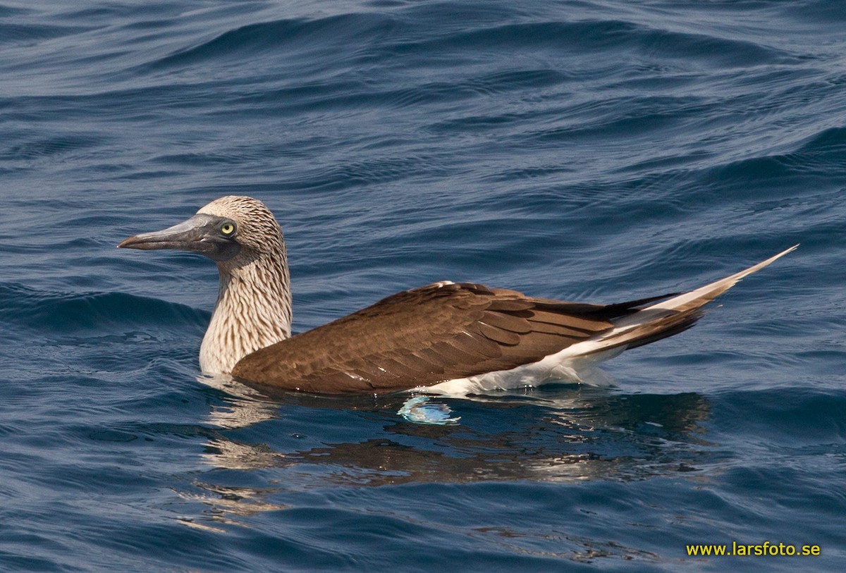 Blue-footed Booby - Lars Petersson | My World of Bird Photography