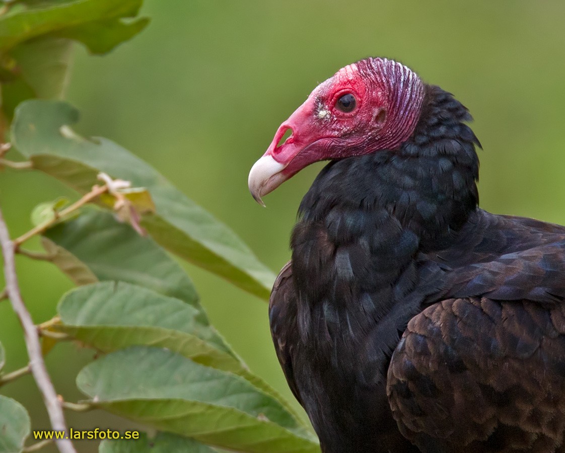 Turkey Vulture - Lars Petersson | My World of Bird Photography