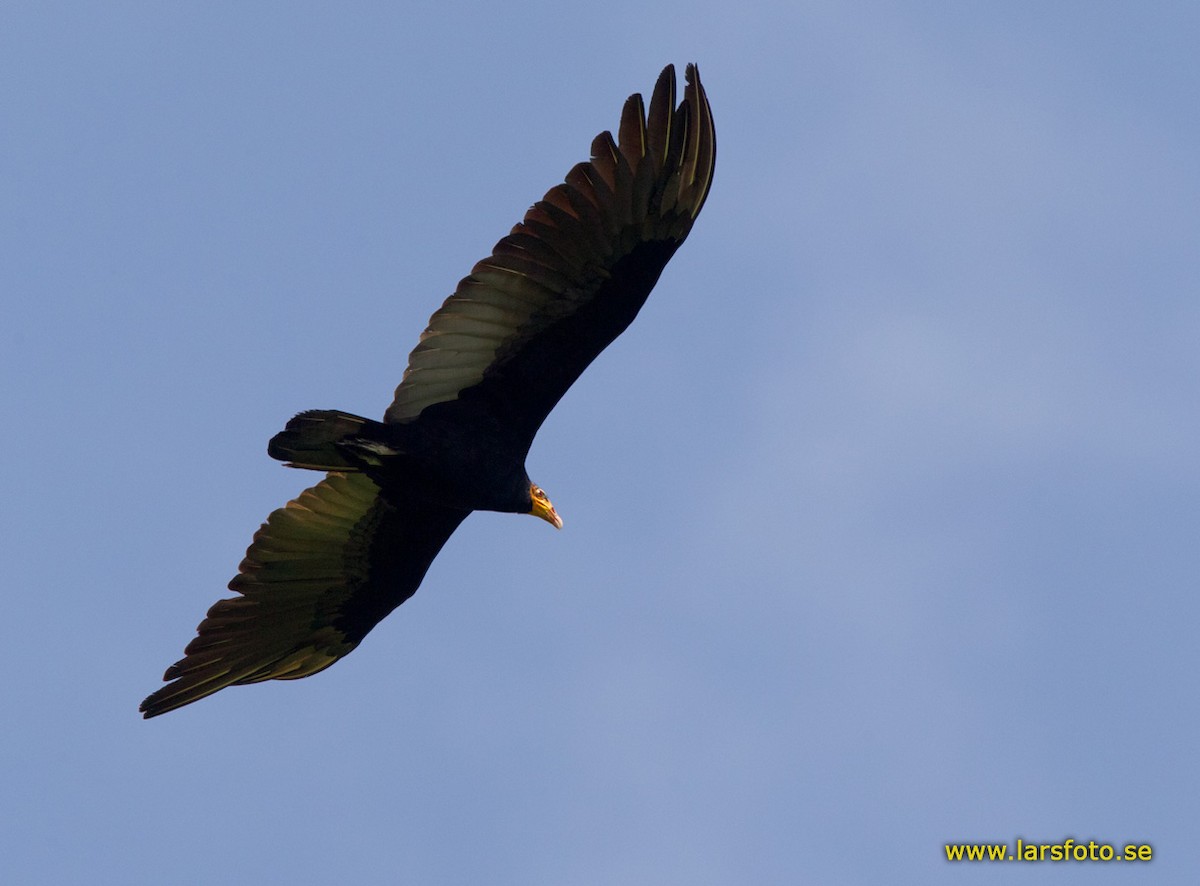 Greater Yellow-headed Vulture - Lars Petersson | My World of Bird Photography