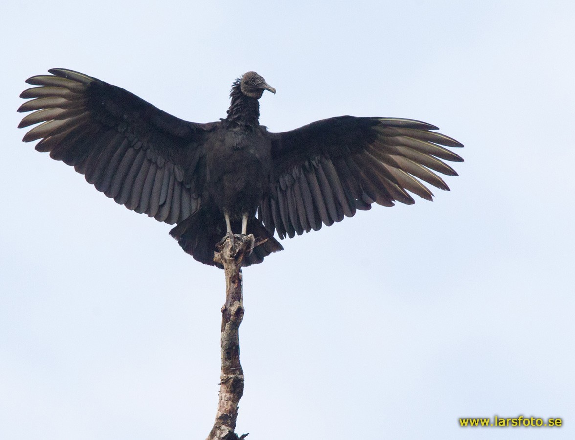 Black Vulture - Lars Petersson | My World of Bird Photography