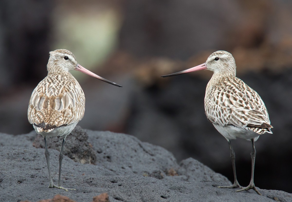 Bar-tailed Godwit - Lars Petersson | My World of Bird Photography