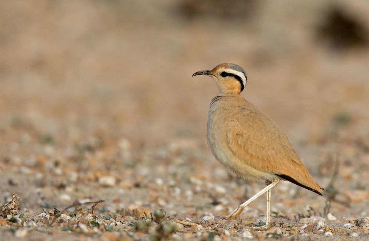 Cream-colored Courser - Lars Petersson | My World of Bird Photography