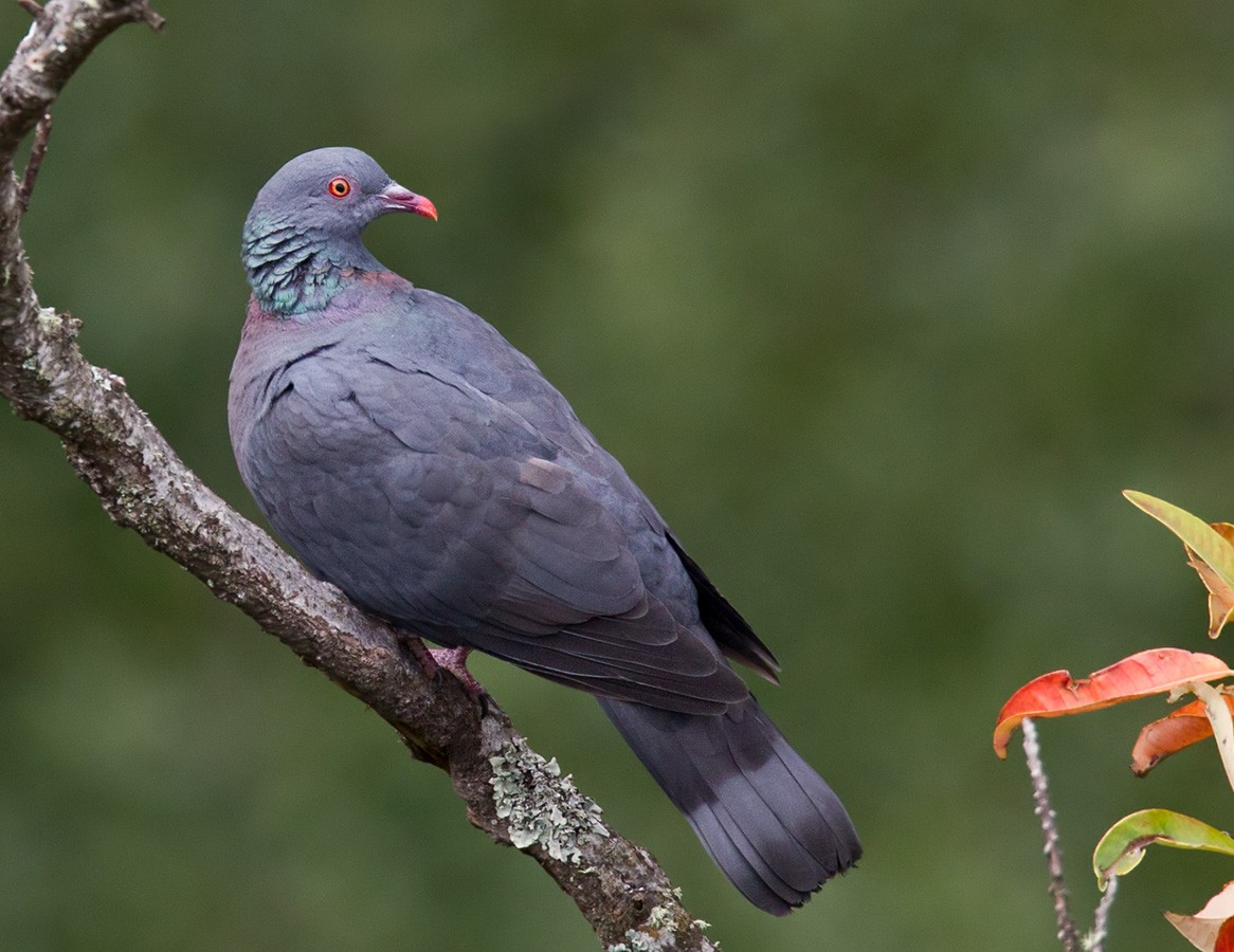 Bolle's Pigeon - Lars Petersson | My World of Bird Photography