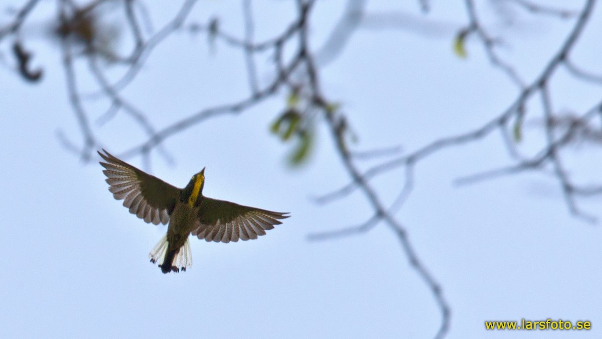 Yellow-throated Cuckoo - ML205908791