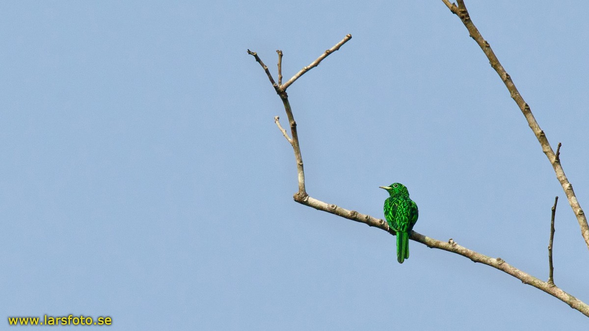 African Emerald Cuckoo - Lars Petersson | My World of Bird Photography