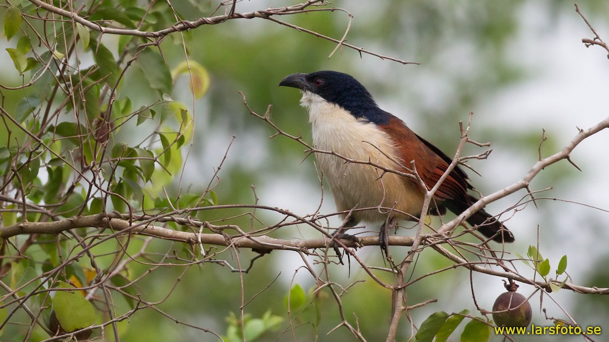 Senegal Coucal - Lars Petersson | My World of Bird Photography