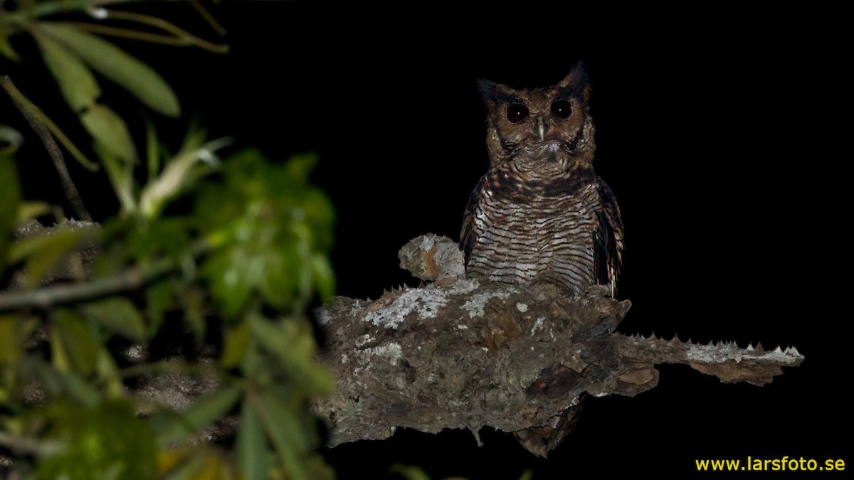 Fraser's Eagle-Owl (Western) - ML205908841