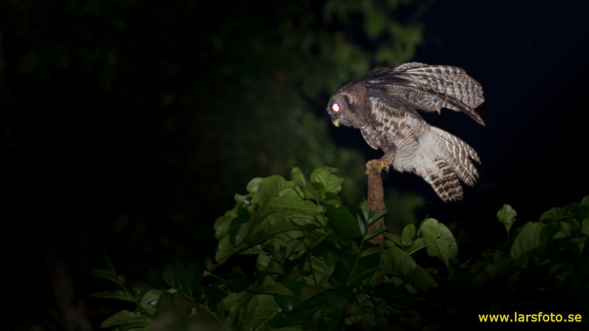 Akun Eagle-Owl - ML205908851