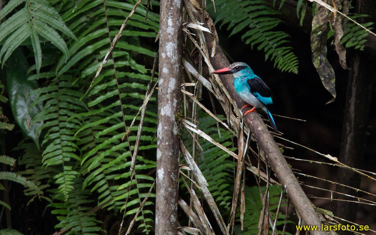 Blue-breasted Kingfisher - Lars Petersson | My World of Bird Photography