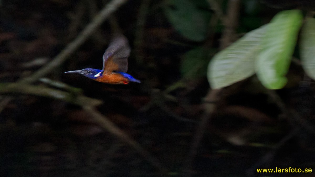 Shining-blue Kingfisher - Lars Petersson | My World of Bird Photography