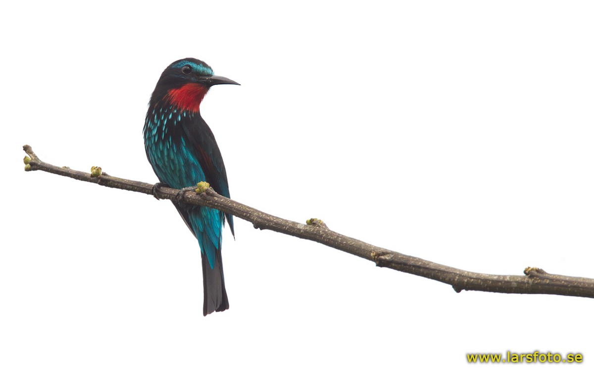 Black Bee-eater - ML205908961