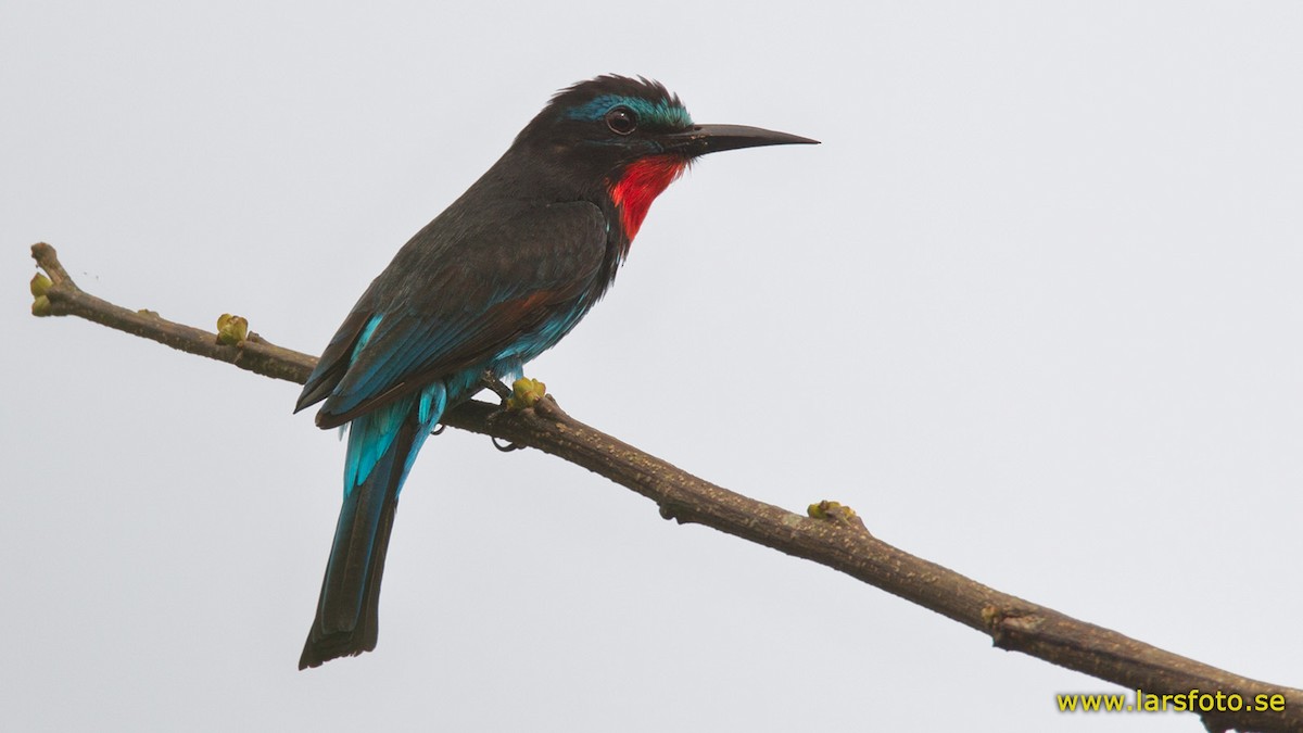 Black Bee-eater - ML205908991